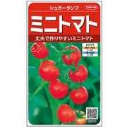 ミニトマト シュガーランプ 約100粒 1袋