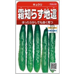 霜知らず 地這キュウリ 1袋