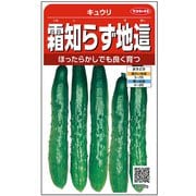 霜知らず 地這キュウリ 1袋