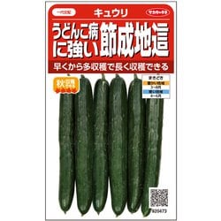うどんこ病につよい節成地這 キュウリ 1袋