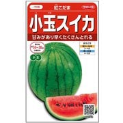 小玉スイカ 紅こだま 1袋
