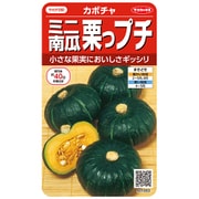 ミニ栗カボチャ 栗坊 約8粒 1袋