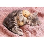 300-356 お昼寝にゃんこ [ジグソーパズル 300ピース]
