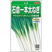 石倉一本 太ねぎ 約1000粒 1袋