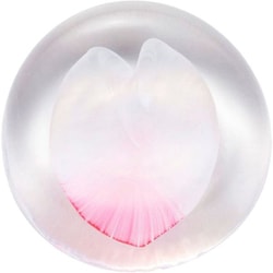 さくらさくら sakura花びら箸置 F79413