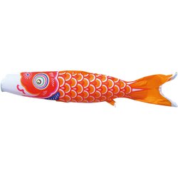 友禅鯉 1.5m 橙