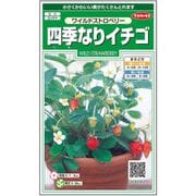 四季なりイチゴ ワイルドストロベリー 約145粒 1袋