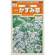 宿根かすみ草 八重咲き 約110粒 1袋
