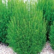 コキア ほうき草 グリーン 約35粒 1袋