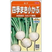 四季まき 小かぶ 1袋