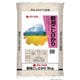 精米 新潟県産 こしひかり 5kg 令和6年産