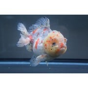 YD-2 [金魚 ビックヘッドヤンボーショートテール]