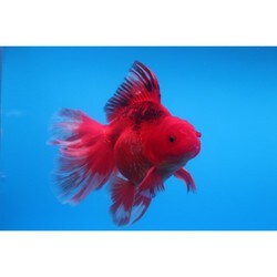ヨドバシ.com - HARADA ハラダ YD-5 [金魚 ローズテールタイガー