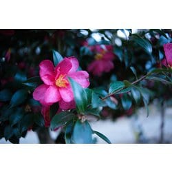 ヨドバシ.com - 銘匠光学 ティーティーアルチザン TTArtisan 17mm f