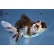 金魚 生体 パンダオランダ 11cm YDOR-1