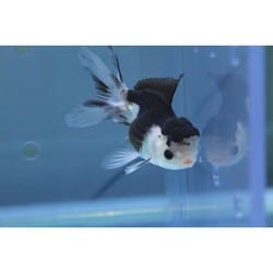 ヨドバシ Com Harada ハラダ 金魚 生体 パンダオランダ 9cm Ydor 2 通販 全品無料配達