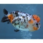 金魚 生体 江戸錦 9cm YDRA-2