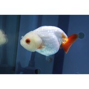 金魚 生体 更紗らんちゅう 8cm YDRA-4