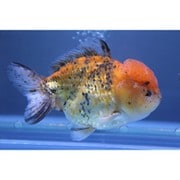 金魚 生体 タイガーヤンボウ ショートテール 15cm YDYA-2