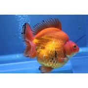 金魚 生体 琉金 ショートテール 14cm YDRY-1