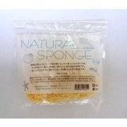 天然海綿 (ボディー用) 1個