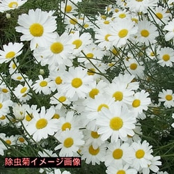 ヨドバシ.com - ほんもの総合研究所 かえる印の天然除虫菊パウダー