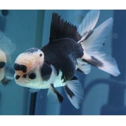 ヨドバシ.com - HARADA ハラダ 金魚 生体 パンダオランダ 11cm YDOR-3 通販【全品無料配達】