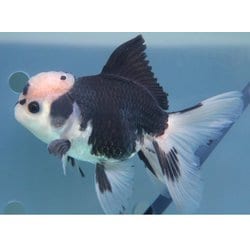 ヨドバシ Com Harada ハラダ 金魚 生体 パンダオランダ 11cm Ydor 3 通販 全品無料配達