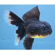 金魚 生体 ハーフムーンテールパンダオランダ 15cm YDOR-5