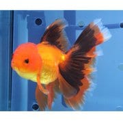 金魚 生体 ハーフムーンテールタイガーオランダ 15cm YDOR-6