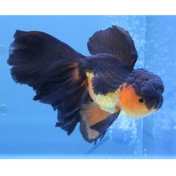 HARADA ハラダ 金魚 生体 ハーフムーンテールタイガーオランダ 16cm YDOR-7 通販【全品無料配達】 - ヨドバシ.com