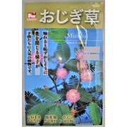 おじぎ草