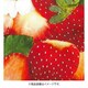 AMF-03C [いちご狩り気分Lサイズ カットクロス]
