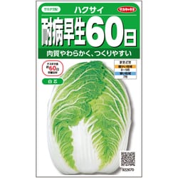 耐病早生 60日 白菜 1袋