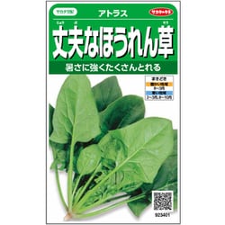 丈夫なほうれん草 アトラス 1袋