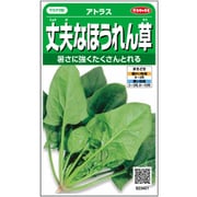 丈夫なほうれん草 アトラス 1袋