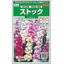 ストック 切花用早生系混合 1袋