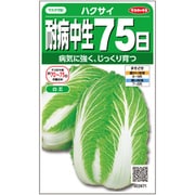 耐病中生 75日 白菜 1袋
