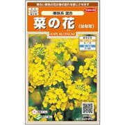 菜の花 寒咲系混合 1袋