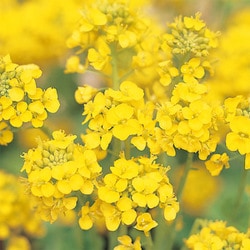 菜の花 Amazon | サカタのタネ 実咲花7460 菜の花 寒咲系混合 00907460
