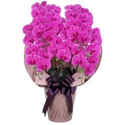 豪華版胡蝶蘭(造花) 5本立て パープル/オーク