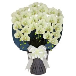 豪華版胡蝶蘭(造花) 3本立て グリーン/ネイビー