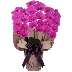 豪華版胡蝶蘭(造花) 3本立て パープル/オーク