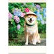 NK8035 [2022年 柴犬まるとおさんぽ]