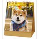 NK8529 [2022年 卓上柴犬まるとおさんぽ]