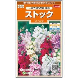 ストック 一本立切り花用混合 1袋