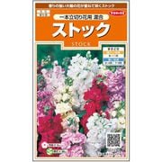 ストック 一本立切り花用混合 1袋