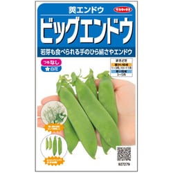 つるなしビッグエンドウ 1袋