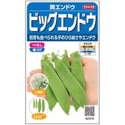 つるなしビッグエンドウ 1袋