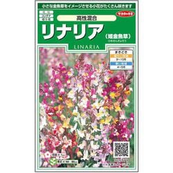 リナリア（姫金魚草）高性混合 1袋